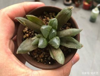 哪些階段給多肉“少澆水”會讓葉子發蔫？這幾點要早知道