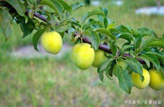 李樹品種及生物學特性，老農和大家談談，非常值得看的一篇文章