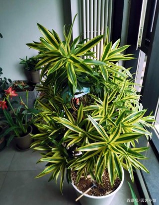 “另類竹子”養在家裏高端大氣，家居格調瞬間提升