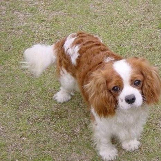 查理士王小獵犬