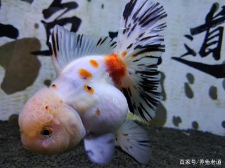 一個小操作，解決了觀賞魚長達一個月趴缸、紮堆、膽小的問題
