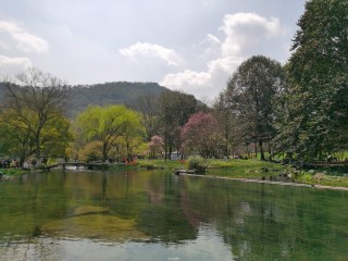 杭州最美鬱金香，往年人山人海，今年免門票但每天僅5000人可入園