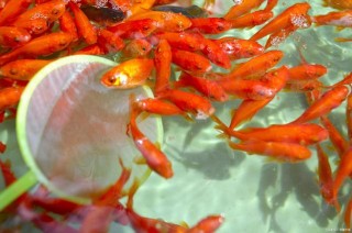你會養觀賞魚嗎？做好這三項工作，觀賞魚才能夠活得更精彩
