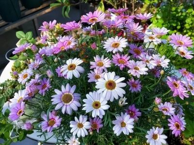家裏養了這5種花，五月過後趕緊給它“剃個頭”，瘋