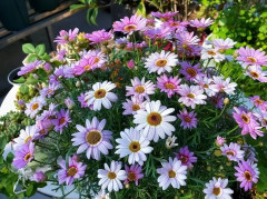 家裏養了這5種花，五月過後趕緊給它“剃個頭”，瘋