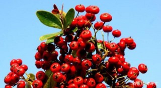 冬天家中養幾盆紅果盆栽，紅火又喜慶，滿樹紅果經久不落！
