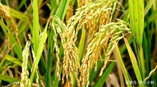 水稻、小麥與人類古文明的興衰