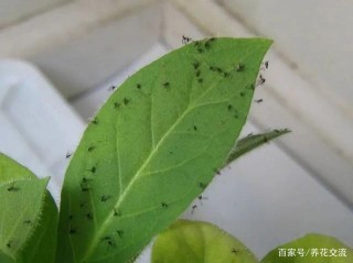 室內養花遠離小黑飛，這幾點做好，小黑飛自己就跑掉了