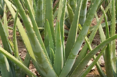 這些花入夏後怕“喝水”，適當控水長得壯，成功度夏開花美