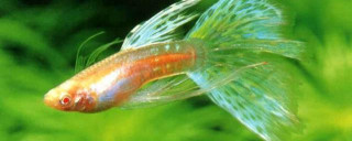 養孔雀魚的正確方法？孔雀魚是觀賞鳳尾魚嗎？