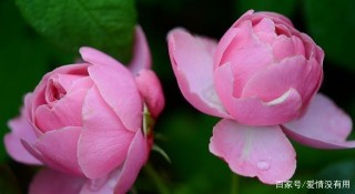 在9月的後十天，桃花盛開，遇見真愛，四星座有望遇見真愛