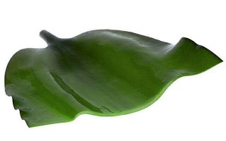 來自深海的美味