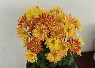 在家裏養荷蘭菊，提升家居品味，把家裏裝飾得“美輪美奐”