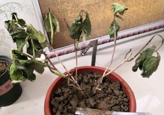 繡球花盆栽一直僵苗長不好怎麼回事？悶根是禍端，環境是關鍵