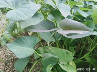 曾經拿來喂豬的地瓜葉，如今成了人們盤中美食，涼拌、清炒都好吃