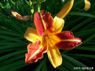 下個月開始，運氣大翻身，雙喜臨門，事業愛情將一帆風順的星座