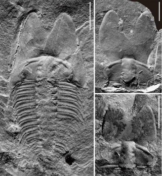 中科院古生物學家在山東濰坊發現5億年前“兔耳朵蟲”