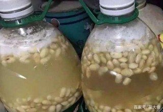 黃豆養花水：盆栽植物1個月澆灌1次，植株枝繁葉茂、好養活
