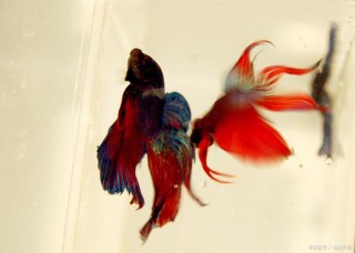 最不怕缺氧的觀賞魚——鬥魚