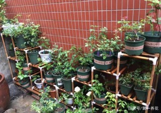 剛買的花盆、舊盆不能直接拿來養花，這麼處理後，盆栽植物無憂