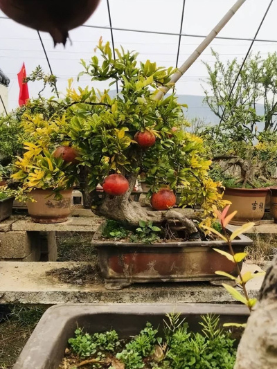 居家養花，首選這2種“鎮宅樹”，皮實好養不生病，養成傳家寶