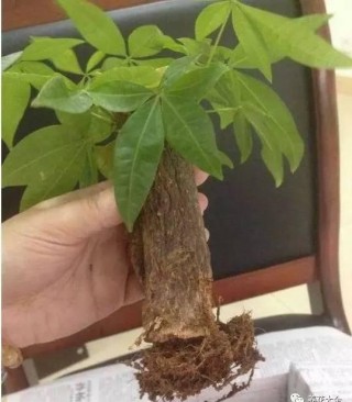 原來鄰居家都是這麼換盆的，怪不得一直爆盆，花開不斷！