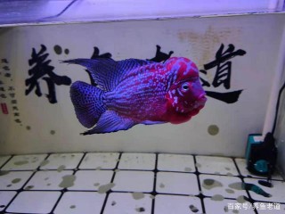 新手養魚，還是應該關注一些大方向為好，不必太在乎細節