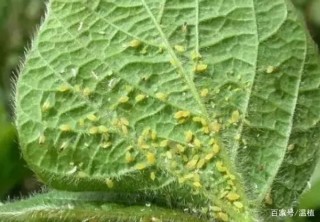 花草盆栽生紅蜘蛛、蚜蟲，別光粗暴地用手抓！