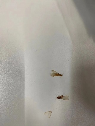 最近不少杭州人發現這種小蟲子，家住16樓都有