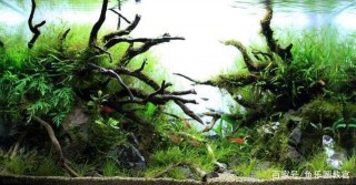 原來我們一直都做錯了。觀賞魚入缸只過溫不過水的原因，一次說透