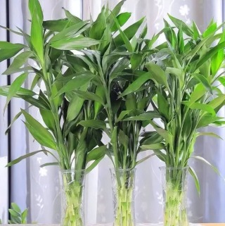 適合居家種植的6種花，寓意吉祥上檔次，是陽台盆栽
