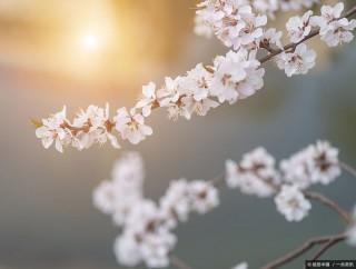 八字論婚姻：女命婚姻大全