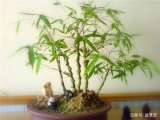 動動巧手制作竹類盆景，打造愜意家居生活
