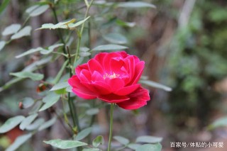 十三天過後，桃花重開，三大星座，終將破冰複合，激情擁抱