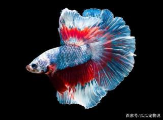 小型觀賞魚圖片和名字