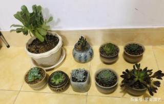 10月養多肉，這3方面多費心，葉子才不褪色、徒長，盆栽變醜