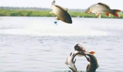 淡水魚不能在海水中生存，那黃河流入大海後，大量的魚去哪了？