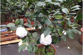 這種木本植物，花色“冰清玉潔”，漂亮不遜荷花玫瑰，是盆栽佳品