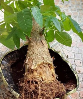 爛根的發財樹只需4個步驟輕鬆救活，為什麼不早點告訴我