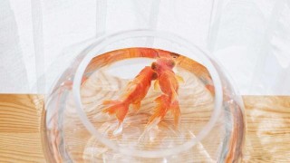 都說吃虧是福，但這幾個星座太善良，容易被坑
