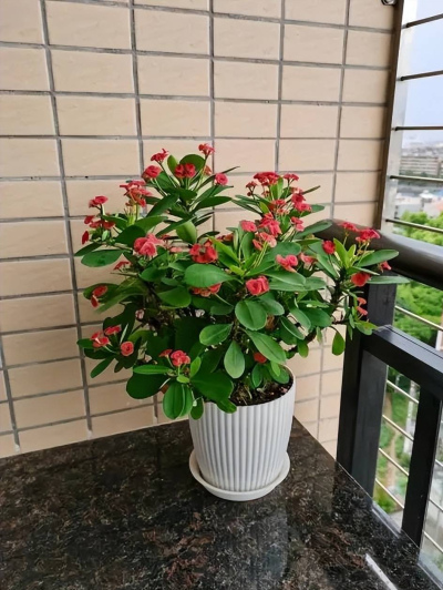一年到頭都能開花的5種花，種一次年年有花賞，養十年都不會膩