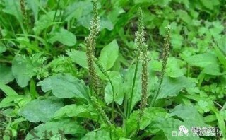 燕趙食安行食藥同源集——76車前子