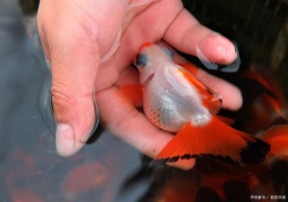 像西瓜蟲之類的小蟲子不是不可以喂魚，但一定不要多喂