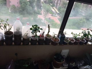 養花並不難，幾樣“寶貝”利用好，花開葉綠_花卉
