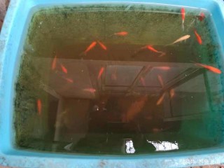 新魚友養魚，都是從便宜的小魚養起，難道這也有錯嗎？