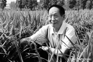 痛悼！“水稻之父”袁隆平院士，獻身科學實驗，無怨無悔的一生