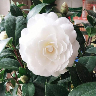 這種木本植物，花色“冰清玉潔”，漂亮不遜荷花玫瑰，是盆栽佳品