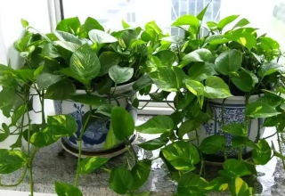 這些花怕強光暴曬，及時遮蔭安全度夏，秋涼早開花_
