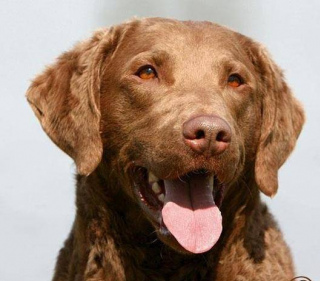 寵物大全：乞沙比克獵犬的詳細資料