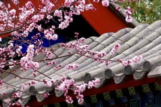 桃花運，對於單身者是福利，對於有家之人是災難